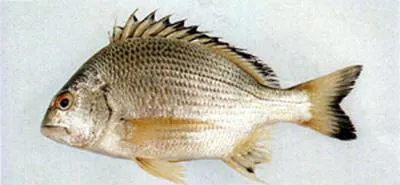 Okinawan yellow-fin seabream (Acanthopagrus chinshira)