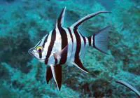 Old wife (Enoplosus armatus)