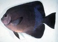 Old woman angelfish (Pomacanthus rhomboides)