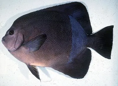 Old woman angelfish (Pomacanthus rhomboides)