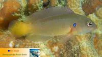 Olive dottyback (Pseudochromis olivaceus)