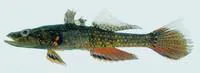 Olive flathead-gudgeon (Butis amboinensis)