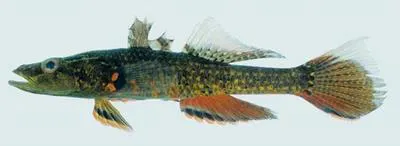 Olive flathead-gudgeon (Butis amboinensis)
