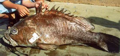 Olive grouper (Epinephelus cifuentesi)