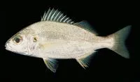 Olive grunt (Pomadasys olivaceus)