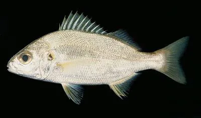 Olive grunt (Pomadasys olivaceus)