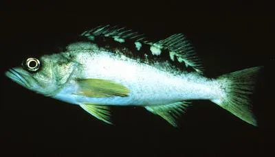 Olive rockfish (Sebastes serranoides)