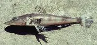 Olive-tailed flathead (Rogadius asper)