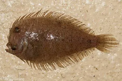 Olive wide-eyed flounder (Engyprosopon maldivensis)