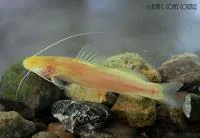 Olmec blind catfish (Rhamdia macuspanensis)