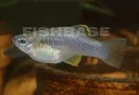 Olmec priapella (Priapella olmecae)