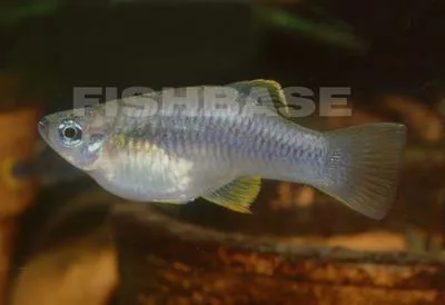 Olmec priapella (Priapella olmecae)
