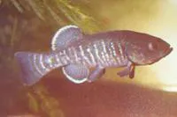 Olympic mudminnow (Novumbra hubbsi)