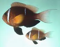 Oman anemonefish (Amphiprion omanensis)