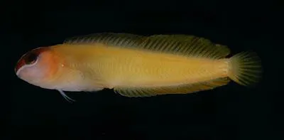 Oman blenny (Oman ypsilon)