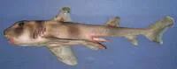 Oman bullhead shark (Heterodontus omanensis)