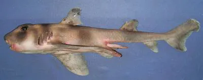 Oman bullhead shark (Heterodontus omanensis)