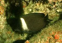 Oman butterflyfish (Chaetodon dialeucos)