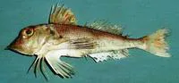 Oman gurnard (Lepidotrigla omanensis)