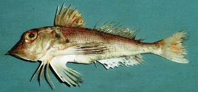 Oman gurnard (Lepidotrigla omanensis)