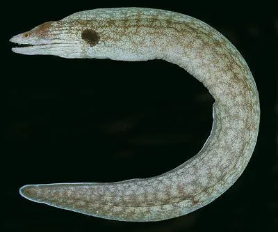 Oman moray (Gymnothorax megaspilus)