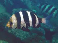 Oman porgy (Diplodus cervinus omanensis)