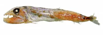 Omosudid (Omosudis lowii)