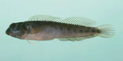 Omox blenny (Omox biporos)