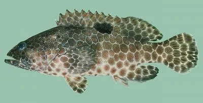 One-blotch grouper (Epinephelus melanostigma)