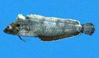 One-eyed blenny (Paraclinus monophthalmus)