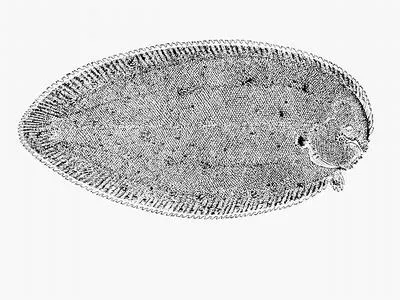 One-eyed sole (Brachirus sorsogonensis)