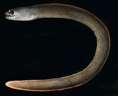 One-spot moray (Gymnothorax monostigma)