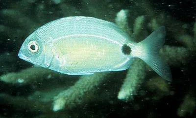 One spot seabream (Diplodus sargus kotschyi)