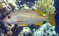 One-spot snapper (Lutjanus monostigma)