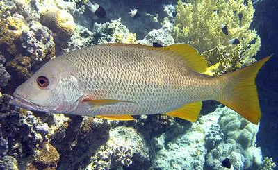 One-spot snapper (Lutjanus monostigma)