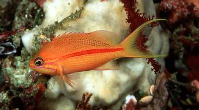One-stripe anthias (Pseudanthias fasciatus)
