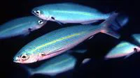 One-stripe fusilier (Pterocaesio tessellata)