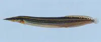 One-stripe spinyeel (Macrognathus aral)