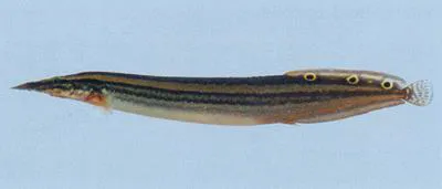 One-stripe spinyeel (Macrognathus aral)