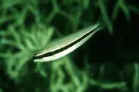One-striped fangblenny (Meiacanthus vittatus)
