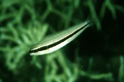 One-striped fangblenny (Meiacanthus vittatus)