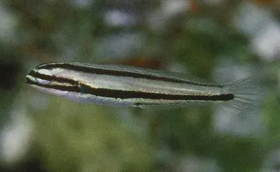 One-striped poison-fang blenny (Meiacanthus ditrema)