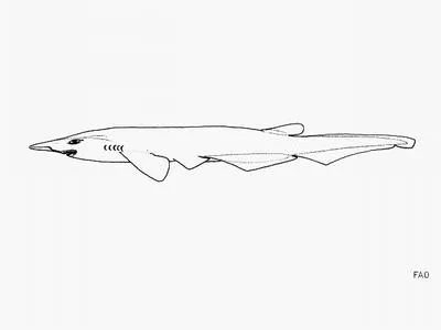 Onefin catshark (Pentanchus profundicolus)