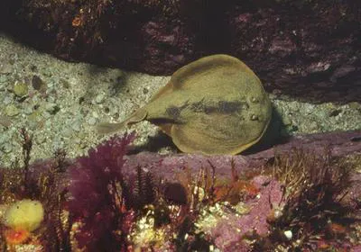 Onefin electric ray (Narke capensis)