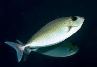 Oneknife unicornfish (Naso thynnoides)