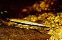 Oneline pencilfish (Nannostomus unifasciatus)