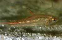 Oneline tetra (Nannaethiops unitaeniatus)