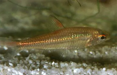 Oneline tetra (Nannaethiops unitaeniatus)