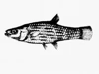 Onesided livebearer (Jenynsia lineata)