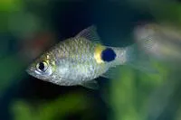 Onespot barb (Puntius terio)